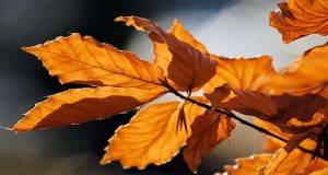 Autumn-leaves-sceenario