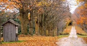 leaves-fall-off-trees