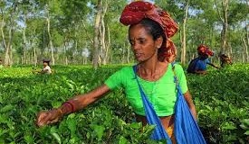 Tea Pickers - pierretosetphotoshelter.com